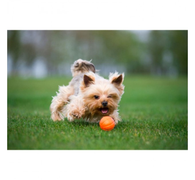 Liker Іграшка для собак Liker М'ячик 5 см (6298)