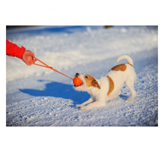 Іграшка для собак Liker Line М'ячик зі стрічкою 5 см (6286)