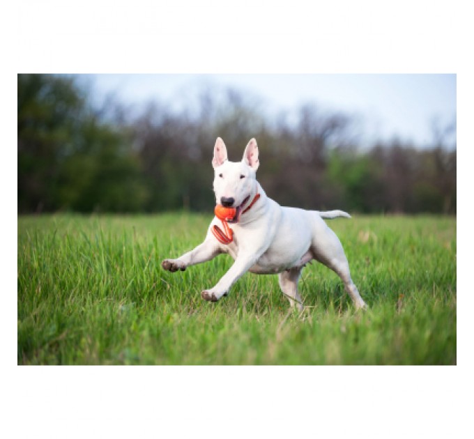 Іграшка для собак Liker Line М'ячик зі стрічкою 7 см (6287)