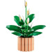 LEGO Конструктор LEGO Botanicals Спатифілум (11504)