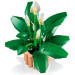 LEGO Конструктор LEGO Botanicals Спатифілум (11504)