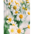 UFO Фотоальбом UFO 10x15x200 PP-46200 Сute Daisies