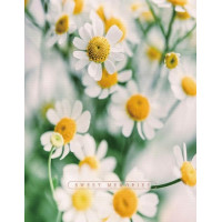 Фотоальбом UFO 10x15x200 PP-46200 Сute Daisies 