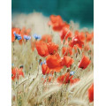 UFO Фотоальбом UFO 10x15x200 PP-46200 Poppies