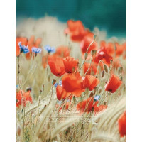 Фотоальбом UFO 10x15x200 PP-46200 Poppies 
