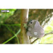 Eugy Пазл Eugy 3D Зоопарк Коала (XEG-016)