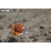 Eugy Пазл Eugy 3D Зоопарк Лев (XEG-070)